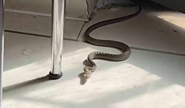 Mutfağa giren yılanı gören kedi zıpladı