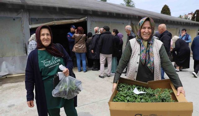 Ordulu üreticilere fide dağıtılmaya başlandı