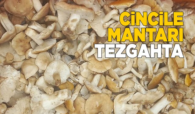 Cincile mantarı tezgahlardaki yerini aldı