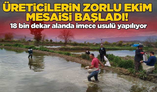 Sinop'ta çeltik ekimine başlandı