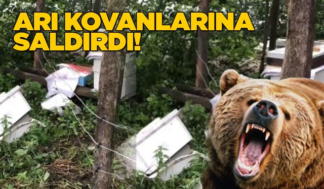 Sinop'ta aç kalan ayı kovanlara zarar verdi