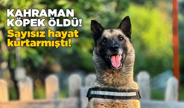 Kahraman köpek ’Bob’ öldü