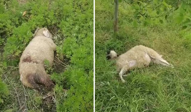 İki küçükbaş hayvan, köpek saldırısıyla telef oldu