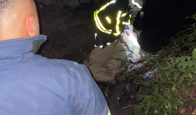 Dereye düşen inek için seferber oldular