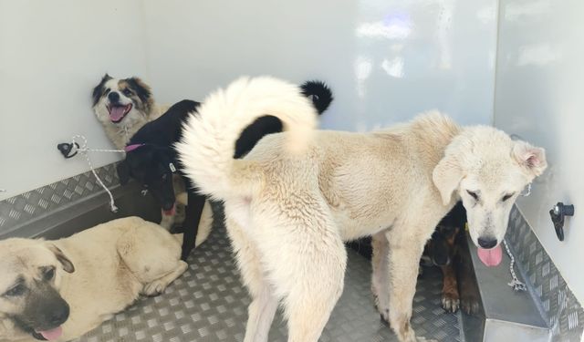Sürü halinde gezen 37 sahipsiz köpek toplandı