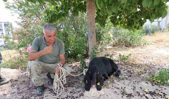 Kaçan kurbanlık keçi 10 gün sonra yakalandı
