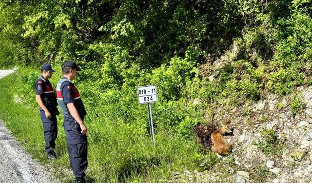 Yaralı halde bulunan 2 karaca tedavi altında