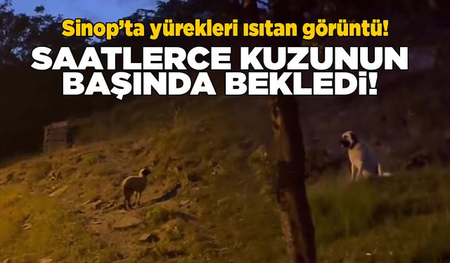 Gerze’de çoban köpeğinden yürek ısıtan hareket!