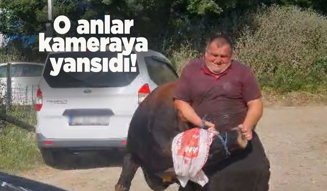 Sinop’ta kaçan kurbanlık köylüyü peşine taktı