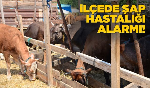 İlçede hayvan pazarları geçici olarak kapatıldı