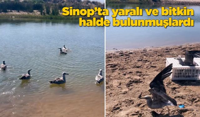 Tedavileri tamamlanan martılar doğaya salındı
