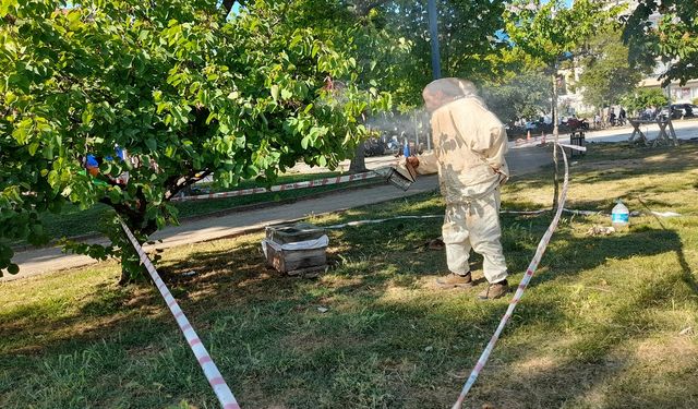 Sinop kent merkezinde arılar oğul verdi