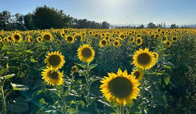 Ayçiçeği tarlasından bakın ne çıktı?
