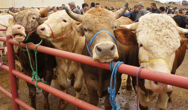 Kapatılan hayvan pazarlarıyla ilgili açıklama