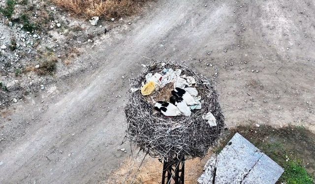 Sinop'ta leylek ailesi uyurken görüntülendi