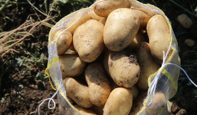 Niksar'da 30 bin ton patates rekoltesi hedefleniyor