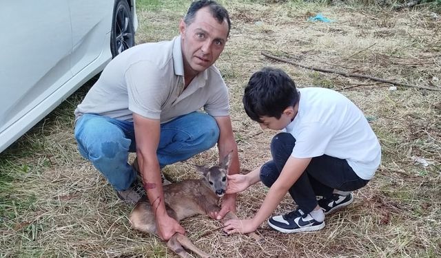 Yaralı yavru karaca tedavi altına alındı
