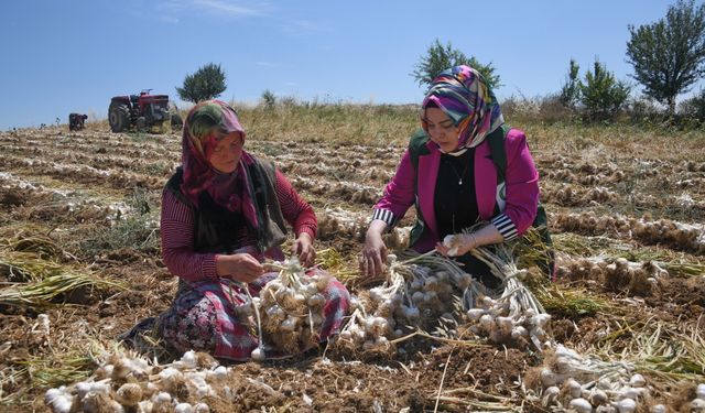 Yeşilay, tarlada çalışan kadınları ziyaret etti