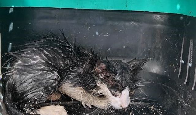 Boruya sıkışan yavru kedi için seferber oldular