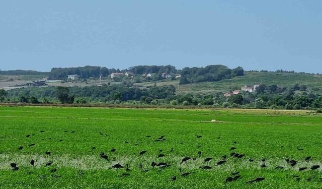 Çeltikçi kuşları Sinop’ta görüntülendi