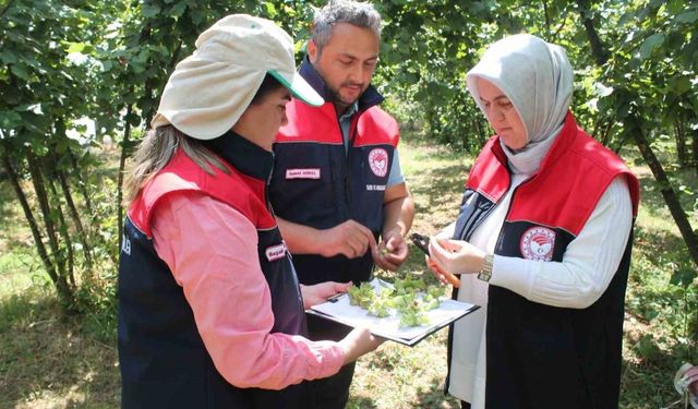 Düzce’de fındık hasat tarihleri belirlendi