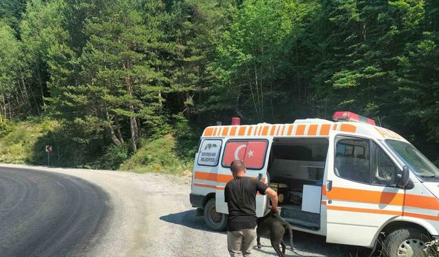 Rögara düşen köpekler güçlükle kurtarıldı