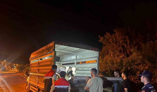 Şap hastalığı tedbirlerine uymayan besiciye 105 bin lira ceza
