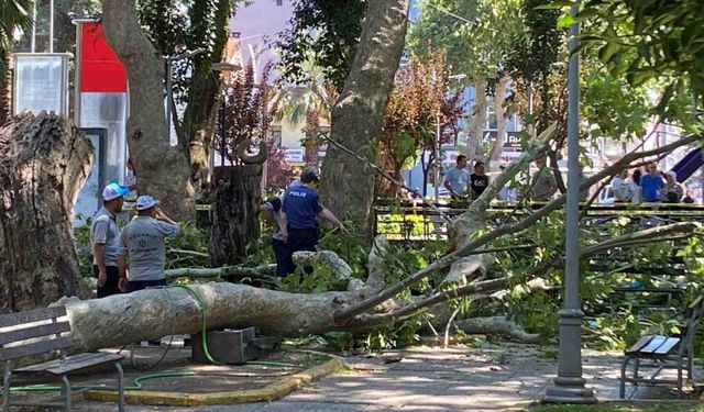 Üzerine ağaç dalı düşen genç kız öldü