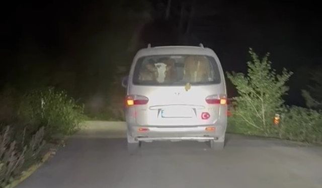 Yangında mahsur kalan hayvanlar tahliye edildi