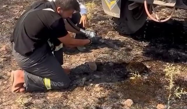 Yangından etkilenen kirpiye yardım eli
