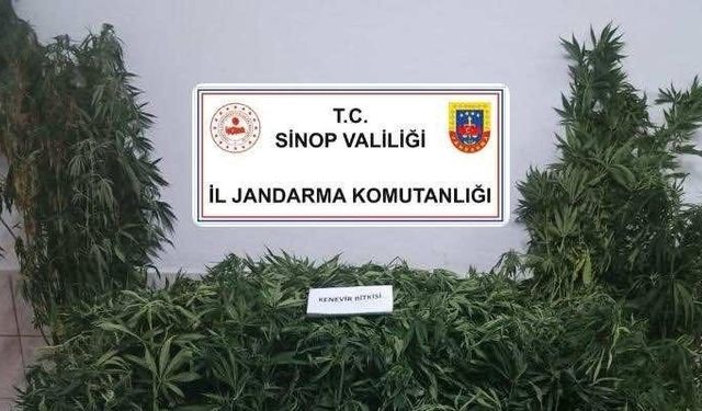 Sinop’ta narkotik operasyonu: 1 kişi tutuklandı