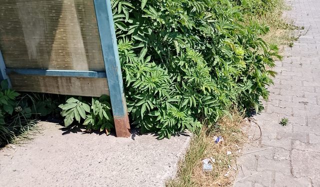 Vatandaş isyan etti: “Bu sene çok yılan var, durakta bekleyemiyoruz”