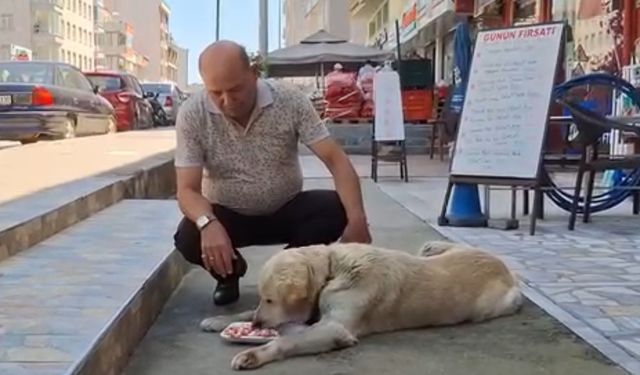 Sinoplu emlakçıdan duyarlı davranış: Sokak hayvanlarına su çağrısı