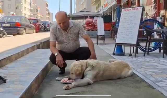 Sinoplu emlakçıdan duyarlı davranış: Sokak hayvanlarına su çağrısı