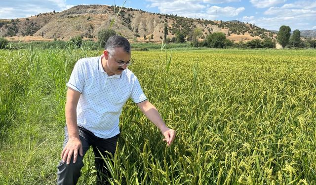 Damla sulama ve AWD yöntemi çeltik üretimine umut oluyor