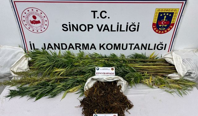 Sinop'ta narkotik operasyonu: 1 zanlı yakalandı