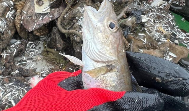 6 ticari balık türünde mikroplastik miktarı araştırıldı