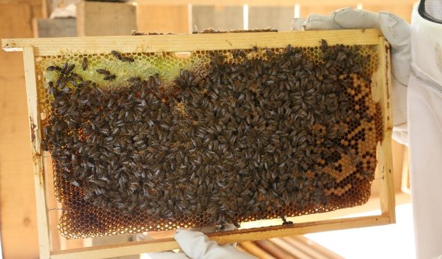 Artvin'de bal fiyatları belli oldu