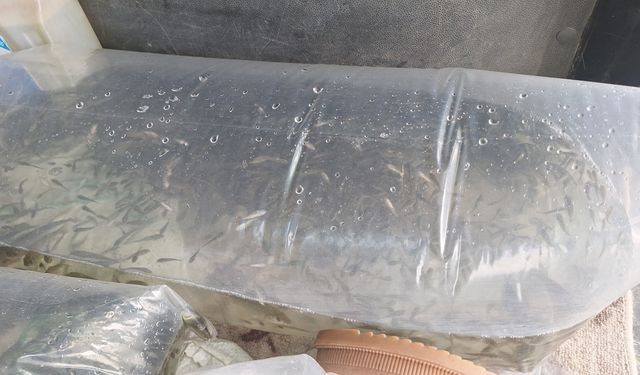 Kızılırmak Deltası'ndaki göle 6 bin yavru sazan bırakıldı