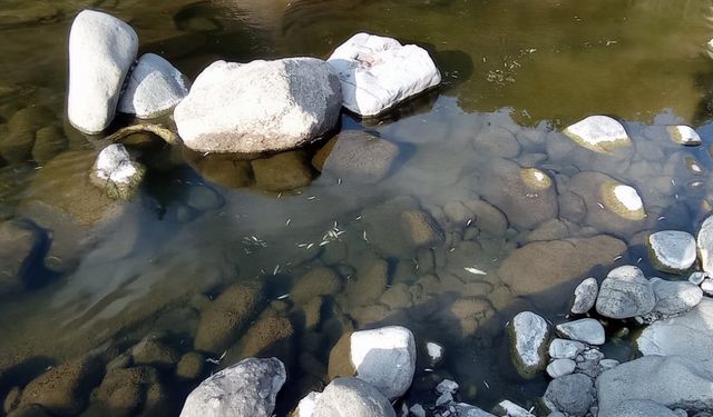 Yeşil deresindeki balık ölümleri korkutuyor