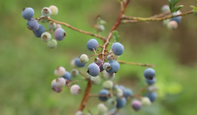 Ordu’da üretiliyor, dış pazara ihraç ediliyor