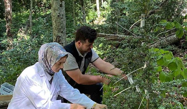 5 bin faydalı böcek doğaya salındı