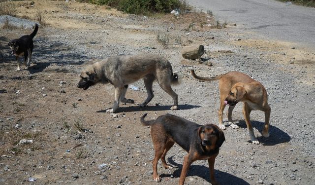 Başıboş köpekler nedeniyle vatandaşlar tedirgin