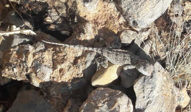 Kırmızı listede bulunan ‘Bozkır Keleri’ görüldü