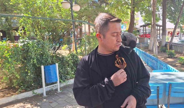 Köpeklerden kurtarılan karga ilçenin maskotu oldu