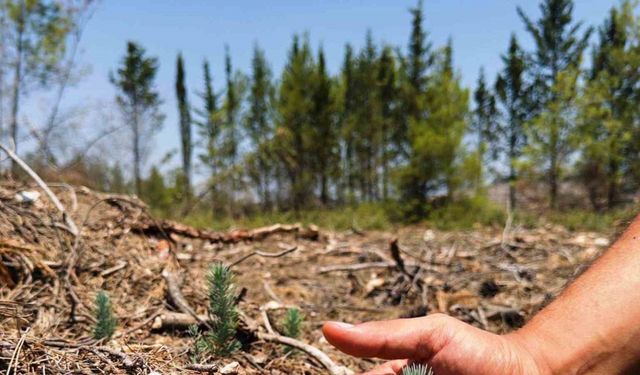 Samsun ormanlarına 426 milyonluk koruyucu yatırım