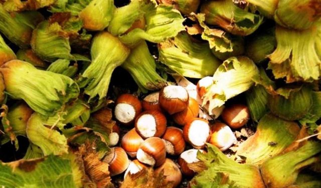 Samsun’da fındık hasadı başladı