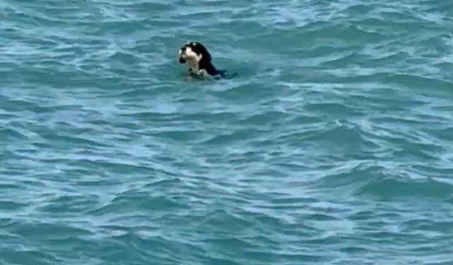 Sıcaktan bunalan köpekler denize girdi
