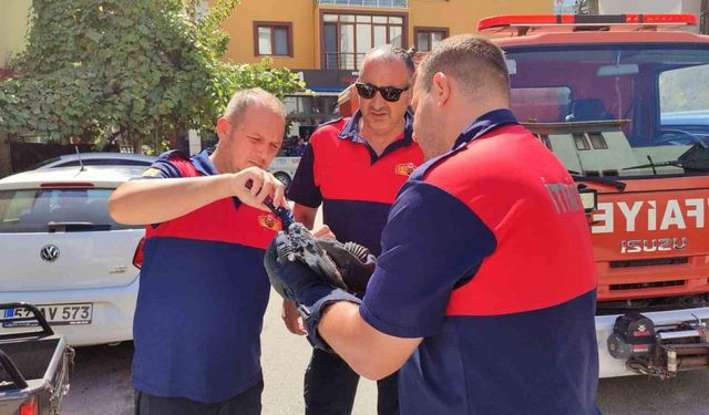 Sinop'ta çatıdaki ağlara takılan güvercini itfaiye kurtardı