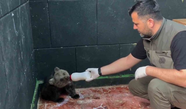 Sinop'ta kurtarılan yavru ayı, yeni yuvasına uğurlandı
